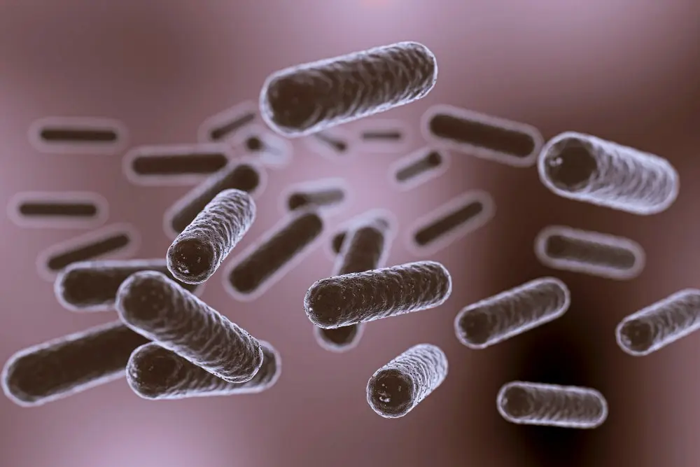 Le Microbiote Intestinal et la Peau